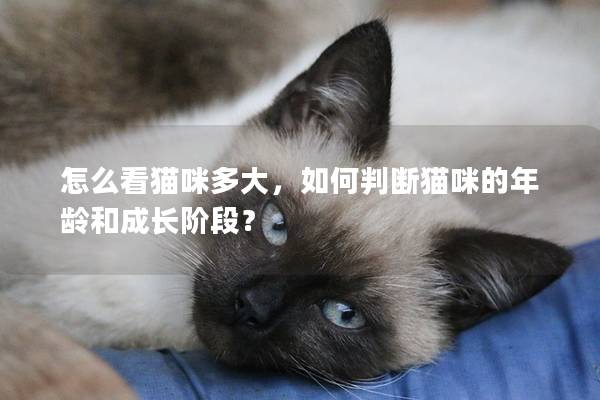 怎么看貓咪多大，如何判斷貓咪的年齡和成長階段？