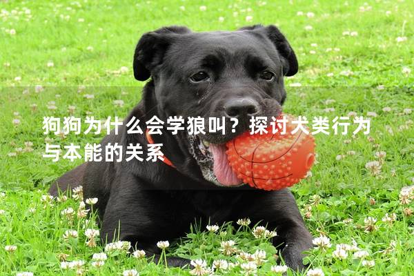 狗狗為什么會學狼叫？探討犬類行為與本能的關系