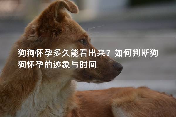 狗狗懷孕多久能看出來?如何判斷狗狗懷孕的跡象與時間 狗狗懷孕多久能看出來?如何判斷狗狗懷孕的跡象與時間