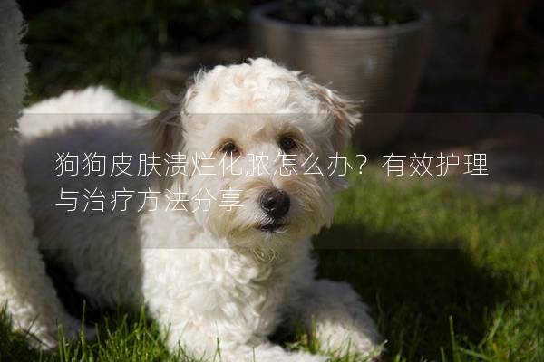 狗狗皮膚潰爛化膿怎么辦？有效護理與治療方法分享