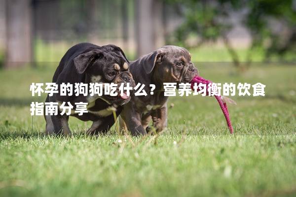 懷孕的狗狗吃什么？營養(yǎng)均衡的飲食指南分享