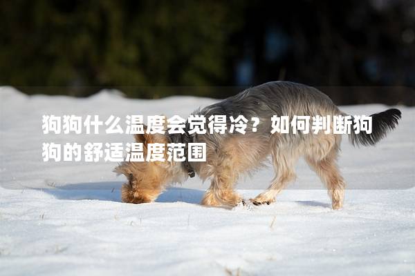 狗狗什么溫度會(huì)覺得冷？如何判斷狗狗的舒適溫度范圍