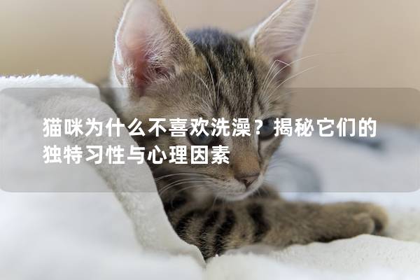 貓咪為什么不喜歡洗澡？揭秘它們的獨特習(xí)性與心理因素