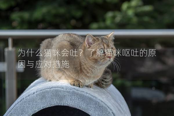 為什么貓咪會吐？了解貓咪嘔吐的原因與應對措施