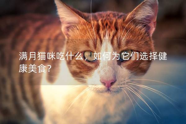 滿月貓咪吃什么，如何為它們選擇健康美食？