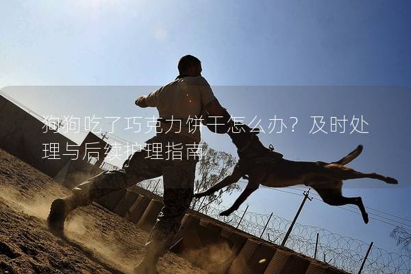 狗狗吃了巧克力餅干怎么辦？及時處理與后續(xù)護理指南