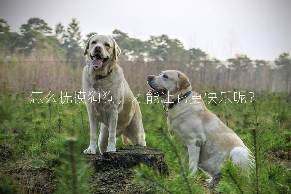 怎么撫摸狗狗，才能讓它更快樂呢？