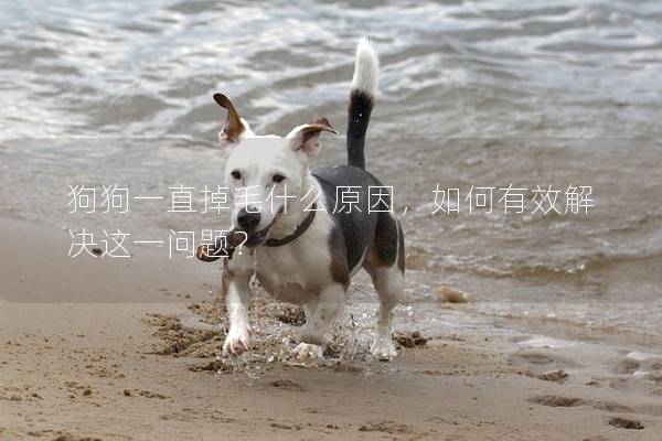 狗狗一直掉毛什么原因，如何有效解決這一問題？