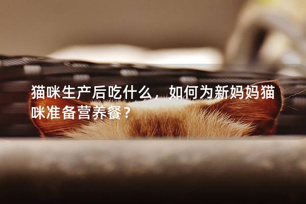 貓咪生產后吃什么，如何為新媽媽貓咪準備營養餐？