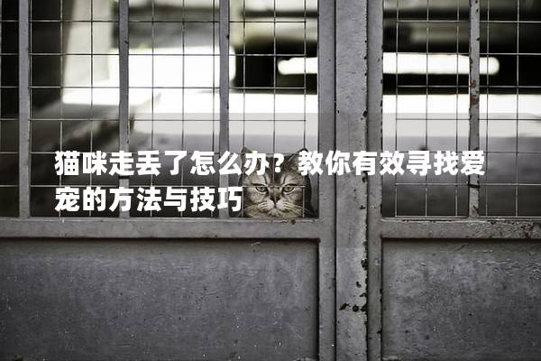 貓咪走丟了怎么辦？教你有效尋找愛寵的方法與技巧