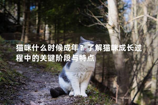 貓咪什么時(shí)候成年？了解貓咪成長(zhǎng)過(guò)程中的關(guān)鍵階段與特點(diǎn)