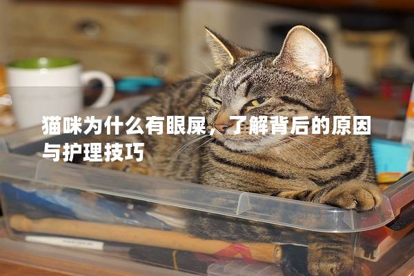貓咪為什么有眼屎，了解背后的原因與護理技巧