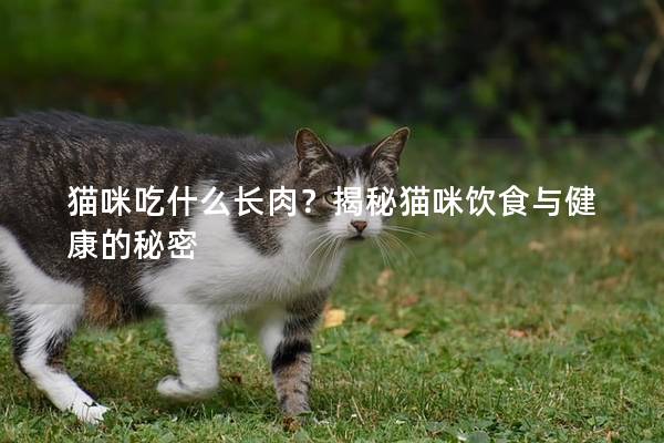 貓咪吃什么長肉？揭秘貓咪飲食與健康的秘密