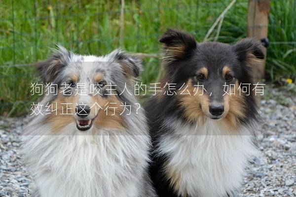 狗狗老是咬主人的手怎么辦，如何有效糾正這個行為？