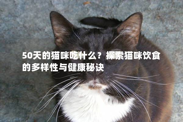50天的貓咪吃什么？探索貓咪飲食的多樣性與健康秘訣