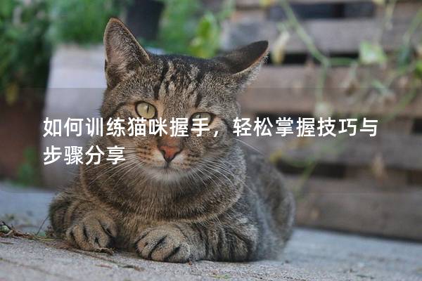 如何訓練貓咪握手，輕松掌握技巧與步驟分享