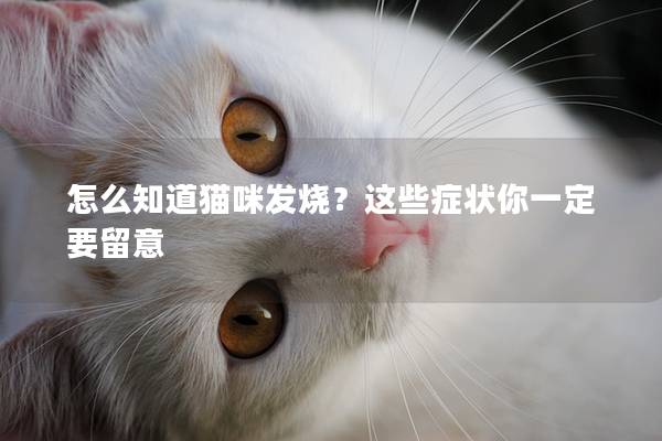 怎么知道貓咪發(fā)燒？這些癥狀你一定要留意