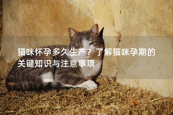 貓咪懷孕多久生產(chǎn)？了解貓咪孕期的關(guān)鍵知識與注意事項