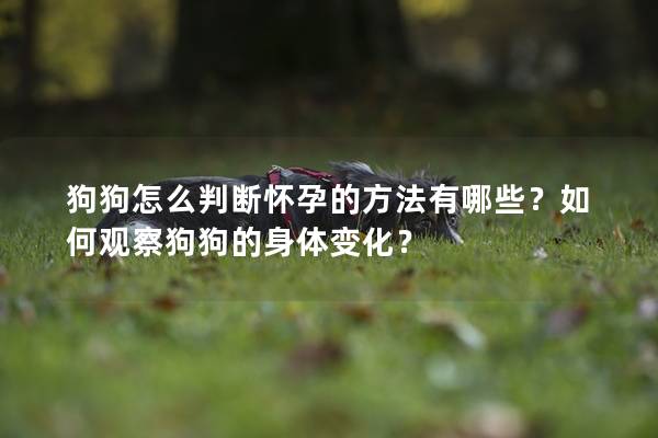 狗狗怎么判斷懷孕的方法有哪些?如何觀察狗狗的身體變化? 狗狗怎么判斷懷孕的方法有哪些?如何觀察狗狗的身體變化?