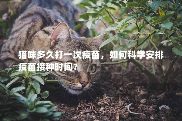 貓咪多久打一次疫苗，如何科學安排疫苗接種時間？