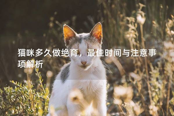 貓咪多久做絕育，最佳時(shí)間與注意事項(xiàng)解析