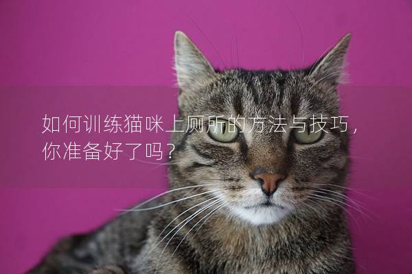 如何訓練貓咪上廁所的方法與技巧，你準備好了嗎？