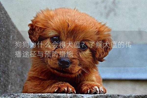 狗狗為什么會得犬瘟？了解犬瘟的傳播途徑與預(yù)防措施