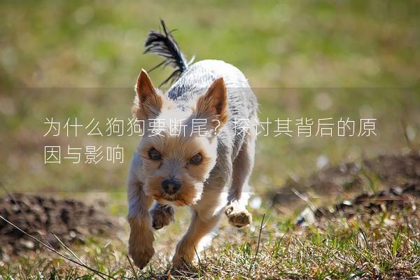 為什么狗狗要斷尾？探討其背后的原因與影響