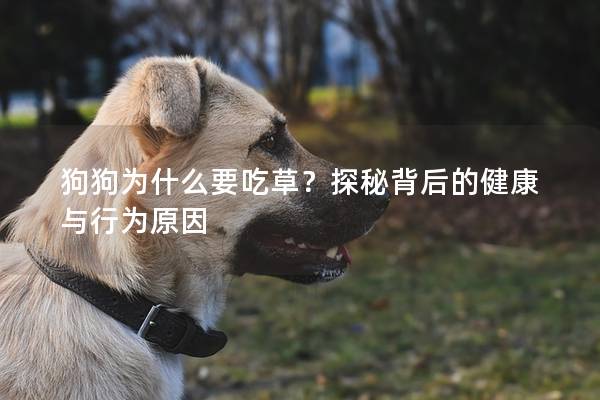 狗狗為什么要吃草？探秘背后的健康與行為原因
