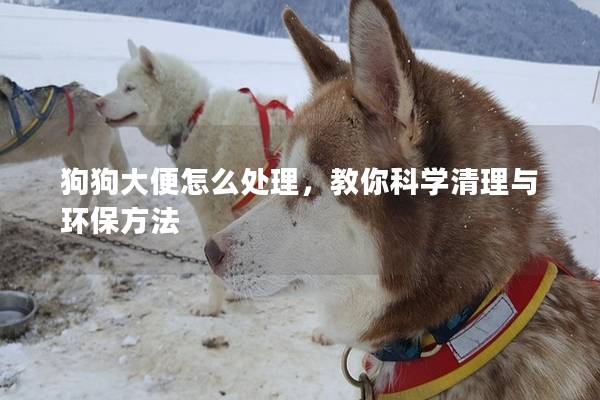 狗狗大便怎么處理,教你科學(xué)清理與環(huán)保方法 狗狗大便怎么處理,教你科學(xué)清理與環(huán)保方法