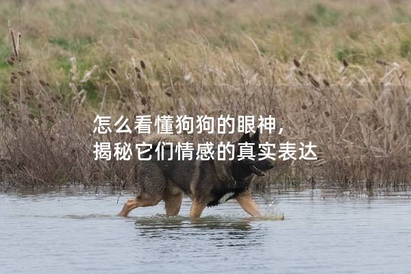 怎么看懂狗狗的眼神, 揭秘它們情感的真實(shí)表達(dá)
