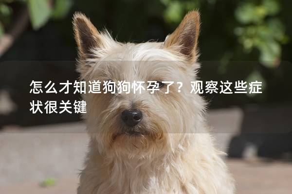 怎么才知道狗狗懷孕了？觀察這些癥狀很關鍵