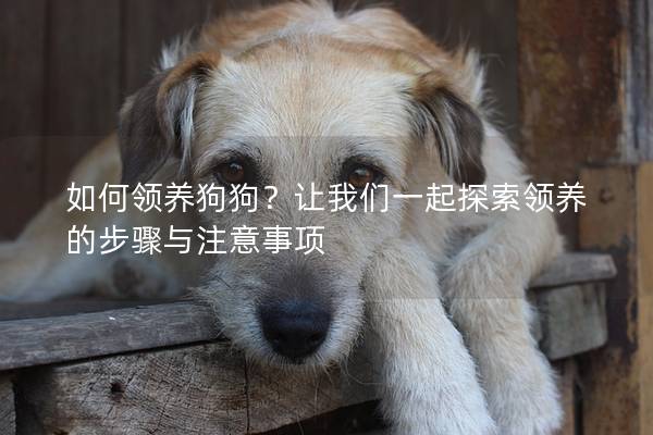 如何領養狗狗?讓我們一起探索領養的步驟與注意事項 如何領養狗狗?讓我們一起探索領養的步驟與注意事項