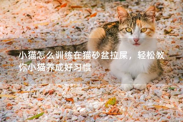 小貓怎么訓練在貓砂盆拉屎，輕松教你小貓養(yǎng)成好習慣