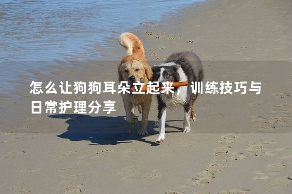怎么讓狗狗耳朵立起來，訓練技巧與日常護理分享
