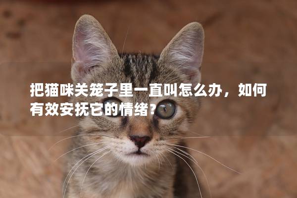 把貓咪關籠子里一直叫怎么辦，如何有效安撫它的情緒？