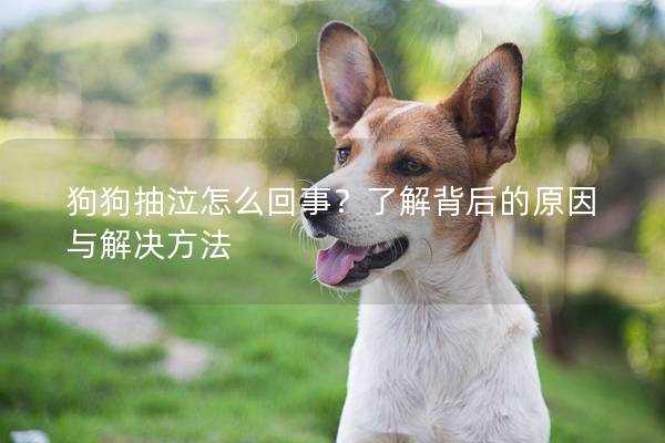 狗狗抽泣怎么回事？了解背后的原因與解決方法