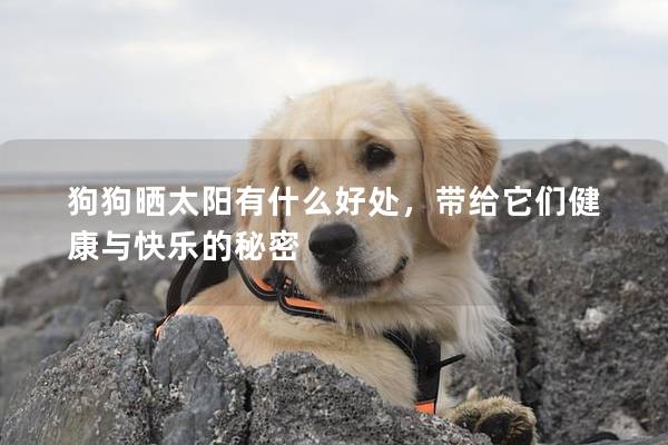 狗狗曬太陽有什么好處，帶給它們健康與快樂的秘密
