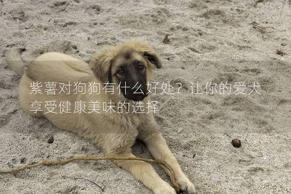 紫薯對狗狗有什么好處？讓你的愛犬享受健康美味的選擇
