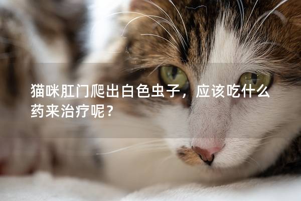 貓咪肛門爬出白色蟲子，應(yīng)該吃什么藥來治療呢？