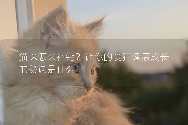 貓咪怎么補鈣？讓你的愛貓健康成長的秘訣是什么