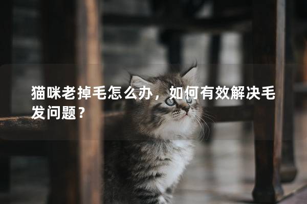 貓咪老掉毛怎么辦，如何有效解決毛發問題？