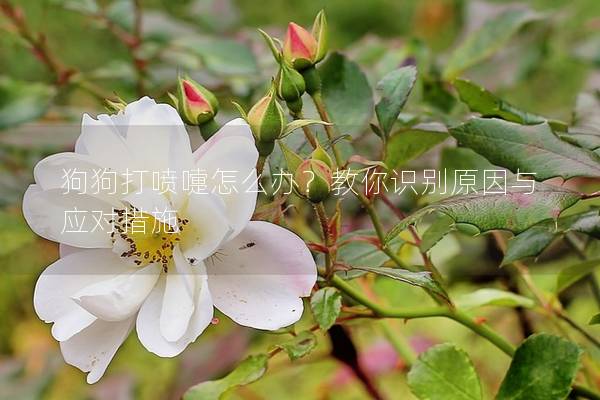 狗狗打噴嚏怎么辦？教你識(shí)別原因與應(yīng)對措施