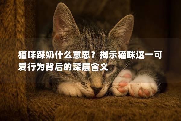 貓咪踩奶什么意思？揭示貓咪這一可愛行為背后的深層含義