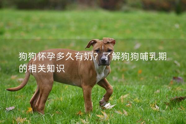 狗狗懷孕多久有奶?了解狗狗哺乳期的相關知識 狗狗懷孕多久有奶?了解狗狗哺乳期的相關知識