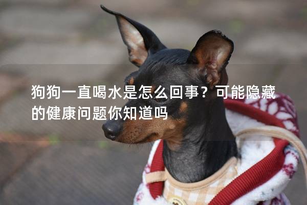 狗狗一直喝水是怎么回事？可能隱藏的健康問題你知道嗎