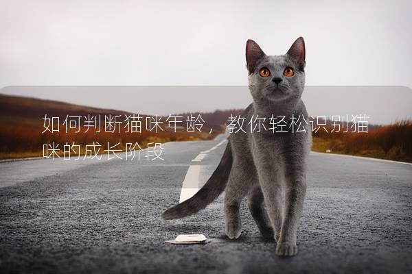 如何判斷貓咪年齡，教你輕松識(shí)別貓咪的成長(zhǎng)階段