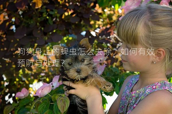 狗狗身上的蜱蟲怎么去除，如何有效預防與處理？