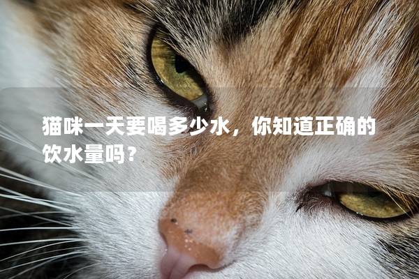 貓咪一天要喝多少水，你知道正確的飲水量嗎？