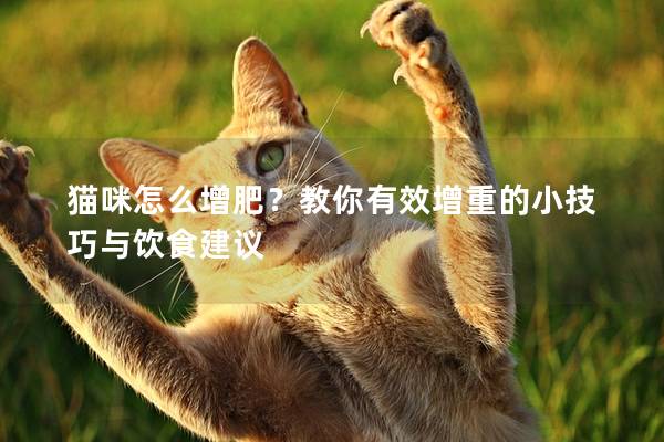貓咪怎么增肥？教你有效增重的小技巧與飲食建議